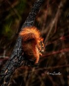 Scoiattolo-rosso-retro-verticale-pioggia