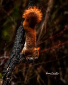 Scoiattolo-rosso-verticale-pioggia