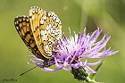 Melitaea phoebe 1