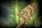 Melitaea- didyma