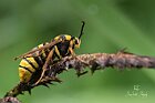 Sesia apiformis