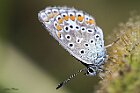 polyommatus icarus