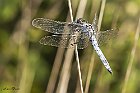 Orthetrum Cancellatum 1