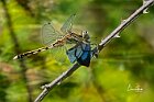 Orthetrum albistylum 2