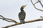 Cormorano appollaiato