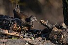 Gallinella-D'acqua-femmina