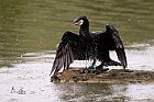 Cormorano-Gronda
