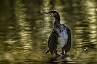 Cormorano-controluce