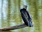 Cormorano-frontale