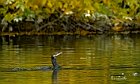 Cormorano-autunno