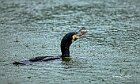 Cormorano-pescegatto-sospeso