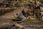 Gallinella-corsa