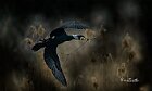 Cormorano-con-ramo