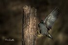 Gallinella-arrampicata