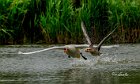 Cigno-oca-selvatica