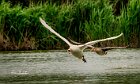 Cigno-rincorre--oca-selvatica