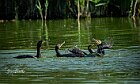Cormorani-accerchiamento
