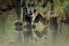 Cormorani-duo-pulizia