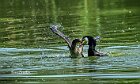 Cormorano-inbeccata-sul-bagnato-1