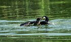 Cormorano-inbeccata-sul-bagnato-2