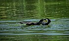 Cormorano-inbeccata-sul-bagnato-3