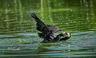 Cormorano-inbeccata-sul-bagnato-4