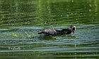 Cormorano-inbeccata-sul-bagnato-5