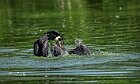 Cormorano-inbeccata-sul-bagnato