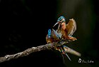 Martin-pescatore-combattimento-modifica