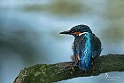 Martin-pescatore-lato