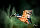 Martin-pescatore-volo-con-pesce