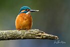 Martin-fango