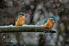 Martini-coppia-neve