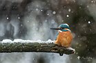 Martino-neve-