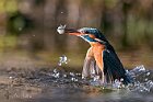martin-pelo-acqua