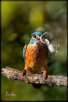 Martin-pescatore-due-pesci