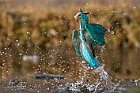 Martin-pescatore-piroetta