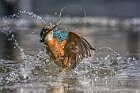 Martin-pescatore-torsione