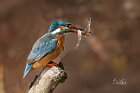 Martin-pescatore--2-pesci