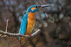 Martin-pescatore-distinto