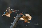 Martini-battibecchi