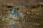 Martin-pescatore-esce
