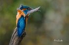 Martin-pescatore-profilo