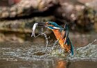 Martin-pescatore