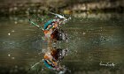 Martin-pescatore-torsione-ala-aperta