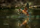 Martin-pescatore-virata