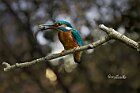 Martino-gamberetto-salta-in-bocca-