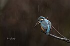 Martin pescatore pioggia