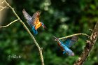 Martin-pescatore-scontro-aereo