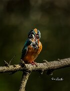 Martina-stirata-piume